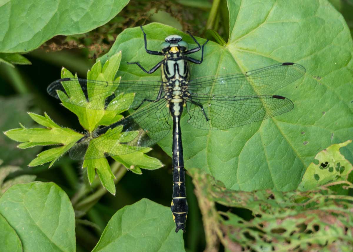 Gomphus_vulgatissimus